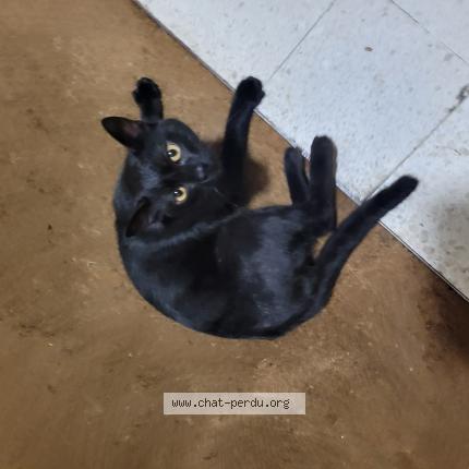 Photo 1/1 Chat retrouvé Trouvé à Rennes