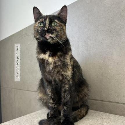 Photo 1/1 Bébête Chat perdu à Villefontaine