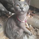 Photo de chat perdu à Ezpeleta
