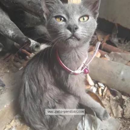 Photo 1/1 Francia Chat perdu à Ezpeleta