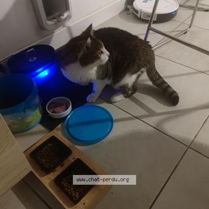 Photo de chat perdu à Le Vernet