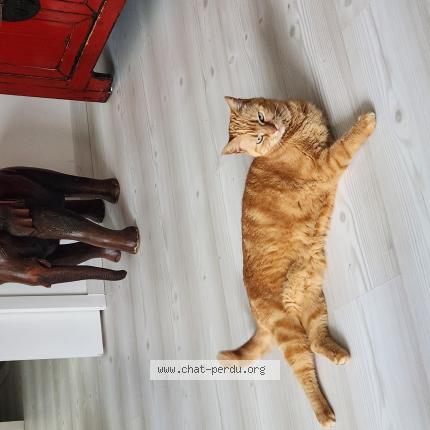 Photo de chat perdu à Le Cap D Agde