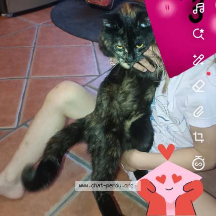 Photo 1/1 Vaiana Chat perdu à St luperce