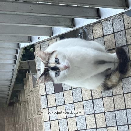 Photo de chat trouvé à Oisy