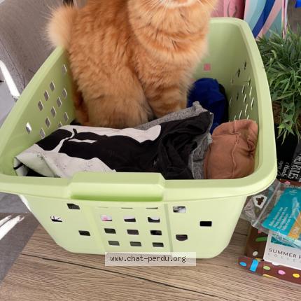 Photo 1/1 Rouky Chat perdu à Eysines