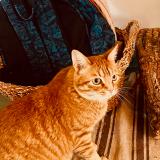 Photo de chat perdu à Castelldefels