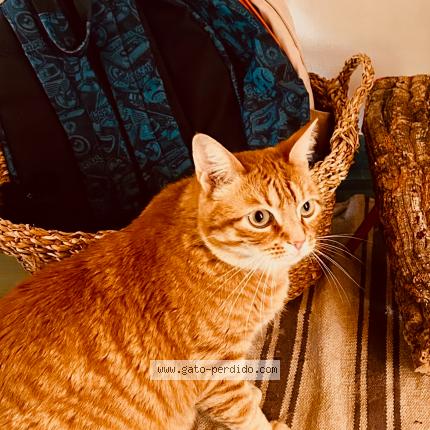 Photo 1/1 Dulcedeleche Chat perdu à Castelldefels