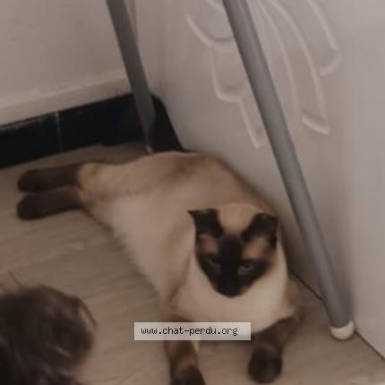 Photo de chat perdu à Nimes
