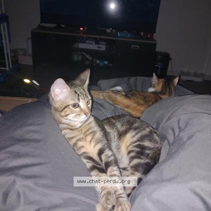 Photo 1/1 Chouki Chat perdu à Pau