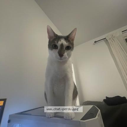 Photo 1/1 Chat retrouvé Perdu à Creteil