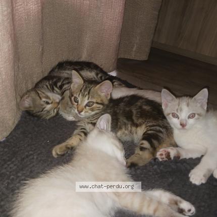 Photo de chat perdu à Grenoble