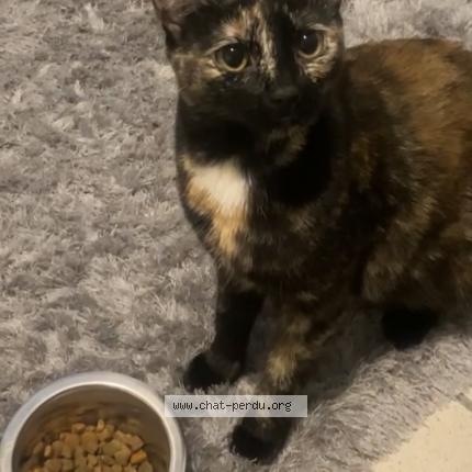 Photo 1/1 Luna Chat perdu à Nimes