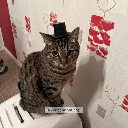 Photo 1/1 Saphir Chat perdu à Oissel