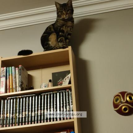 Photo de chat perdu à Trith Saint Leger
