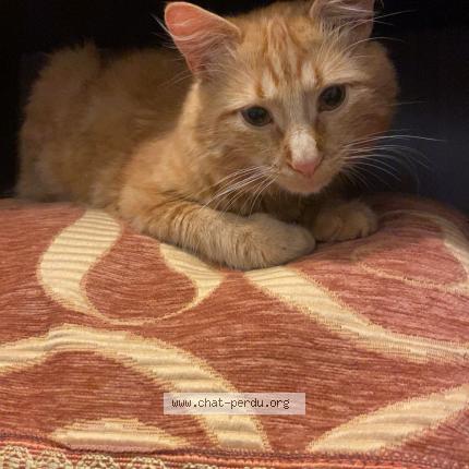 Photo 1/1 Kuby Chat perdu à Oyonnax