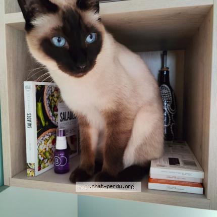 Photo 1/1 Lego Chat perdu à Bazoques