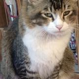 Photo de chat perdu à Kalimpong