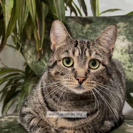 Photo 1/1 SEYLA Chat perdu à Lons