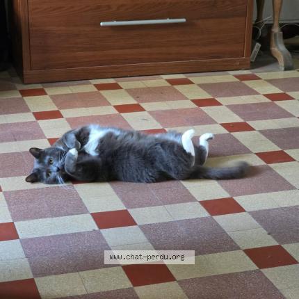 Photo de chat perdu à Tourcoing