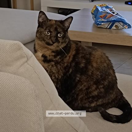 Photo 1/1 Bébou Chat perdu à Villecresnes