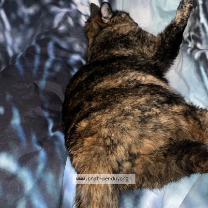 Photo 1/1 Stella Chat perdu à Wittenheim