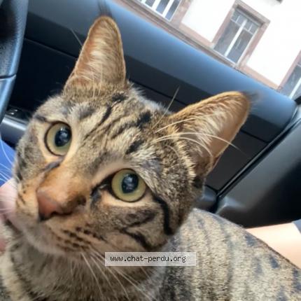 Photo 1/1 Chat retrouvé Perdu à Clamart Fr 92140