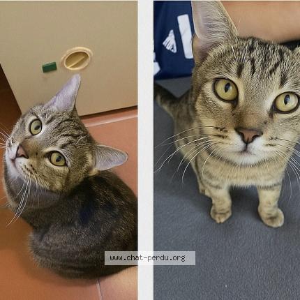 Photo de chat perdu à Courouvre