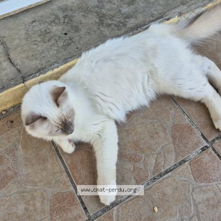 Photo de chat perdu à Perols