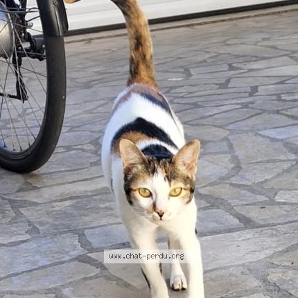 Photo 1/2 Chat retrouvé Perdu à La Croix En Touraine