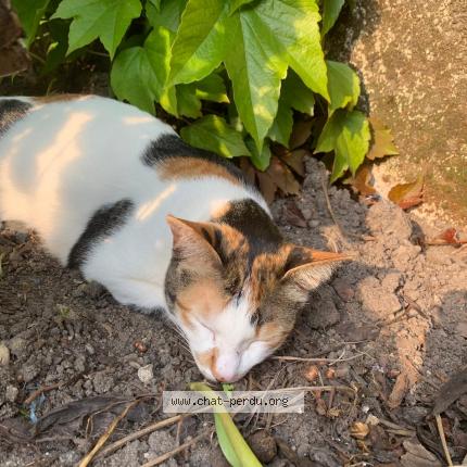 Photo 2/2 Chat retrouvé Perdu à La Croix En Touraine