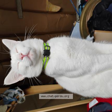 Photo 1/1 Eva Benard Chat perdu à Sizun