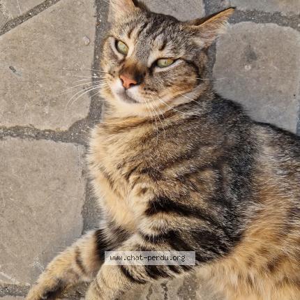 Photo 1/1 Razmo Chat perdu à Mailhac