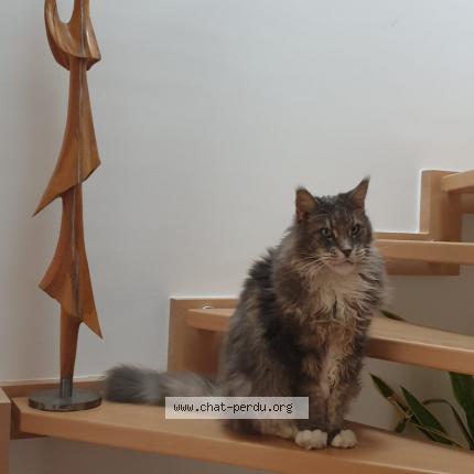 Photo de chat perdu à Heillecourt