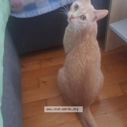 Photo 1/1 Chat retrouvé Perdu à Le Havre