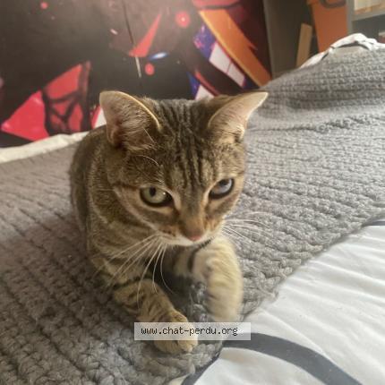 Photo 1/1 Chat retrouvé Perdu à Peyruis