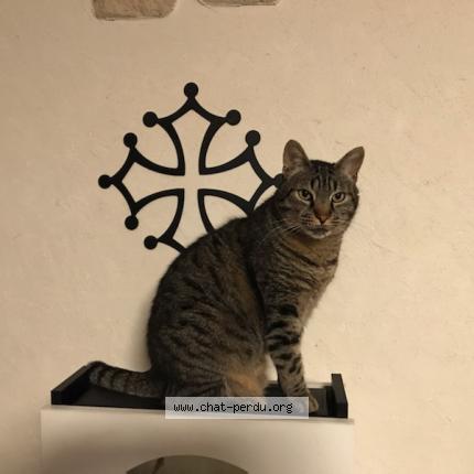 Photo 1/1 Fripon Chat perdu à Caux et sauzens