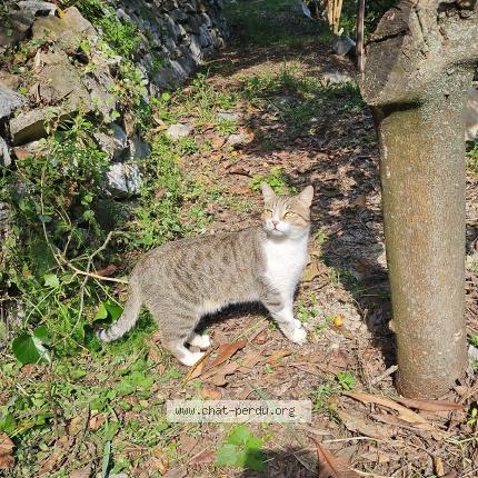 Photo 1/1 Byeol Chat perdu à Menton