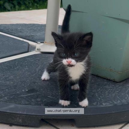 Photo 1/1 Figaro Chat perdu à Jurancon