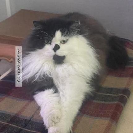 Photo de chat perdu à Granville