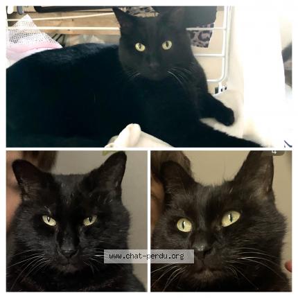 Photo 1/1 Kawet Chat perdu à Mirabel
