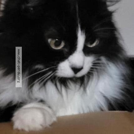 Photo 1/1 Caline Chat perdu à Villeneuve les beziers 34420