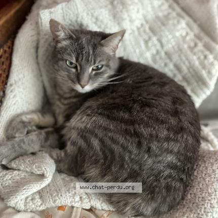 Photo 1/1 Chat retrouvé Perdu à Asnieres Sur Seine