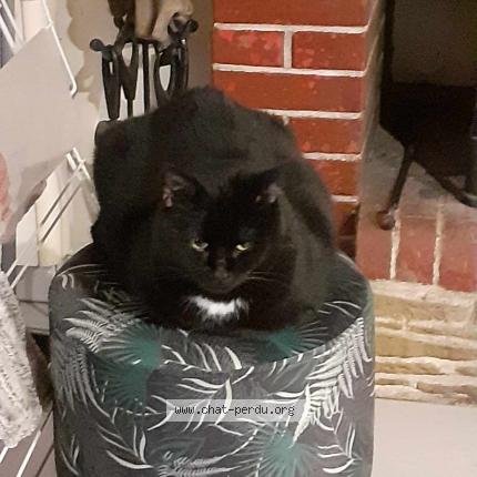 Photo 1/1 Lili Chat perdu à Ambrieres les vallees