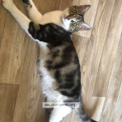 Photo de chat perdu à Vitre