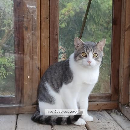 Photo 1/1 Bernie Chat perdu à Fergus