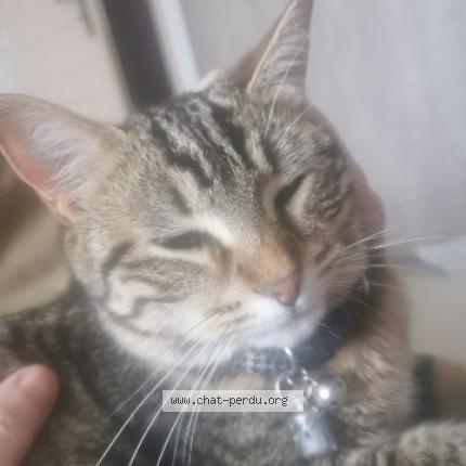 Photo 1/1 Lola Chat perdu à Villette d anthon