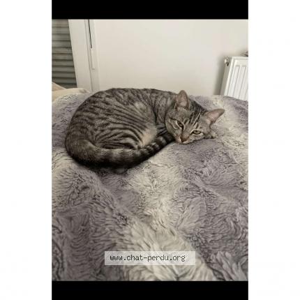 Photo 1/1 Shadow Chat perdu à Saint bruno de montarville