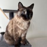 Photo de chat perdu à Carrieres Sur Seine