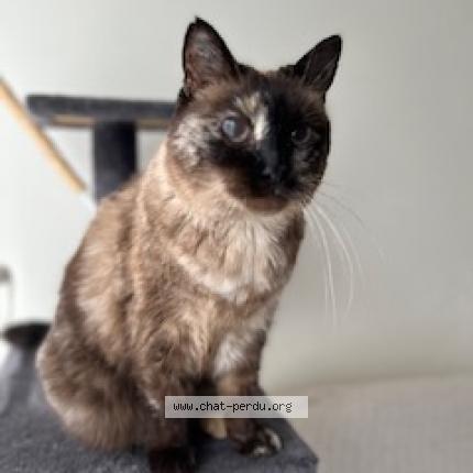 Photo 1/1 Chat retrouvé Perdu à Carrieres sur seine