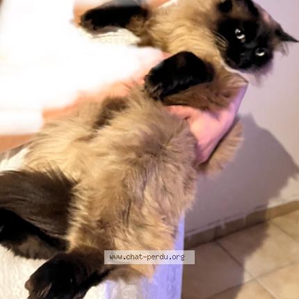Photo de chat perdu à Argence